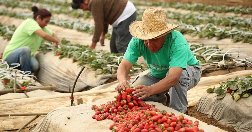 Las berries –fresas, arándanos, frambuesas y moras– son el producto más rentable del campo.