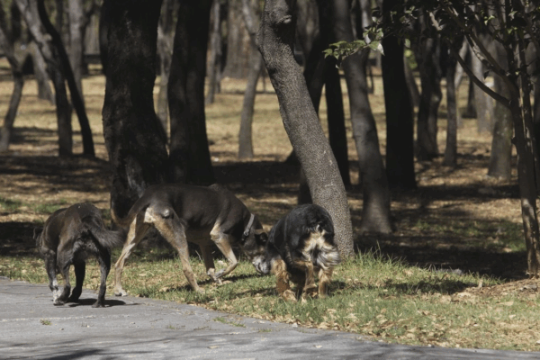 Las personas hacen un llamado a las autoridades para que sea obligada la esterilización de animales de compañía, su ubicación mediante registro animal, y se realice el rescate de perros callejeros para su cuidado y protección, pues destacan que existen más casos de ataques de perros.