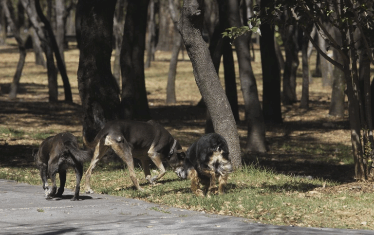 Las personas hacen un llamado a las autoridades para que sea obligada la esterilización de animales de compañía, su ubicación mediante registro animal, y se realice el rescate de perros callejeros para su cuidado y protección, pues destacan que existen más casos de ataques de perros.