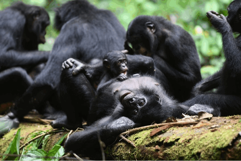 Gracias a su solidaridad, las bonobos hembra tienen un estatus social superior al de los machos pese a ser físicamente más débiles, según un estudio publicado este jueves.