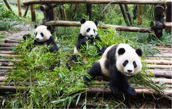 La población de pandas gigantes en cautiverio en China casi se ha duplicado en la última década, alcanzando un total de 808, dijo este viernes Liu Guohong, director de la Administración Nacional de Silvicultura y Praderas.