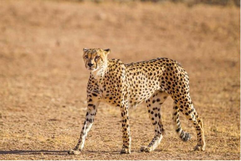Los guepardos o chitas suelen ser cazadores diurnos, pero cambiarán su actividad hacia las horas del amanecer y el anochecer durante el clima más cálido, según un nuevo estudio.