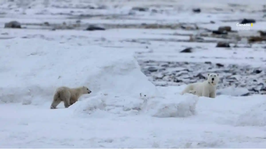 Investigadores en el norte de Canadá observaron un caso de adopción poco común en osos polares al captar en video a una hembra salvaje cuidando a una cría que no era suya.