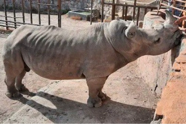 Un rinoceronte del Zoológico de León en pésimas condiciones físicas.