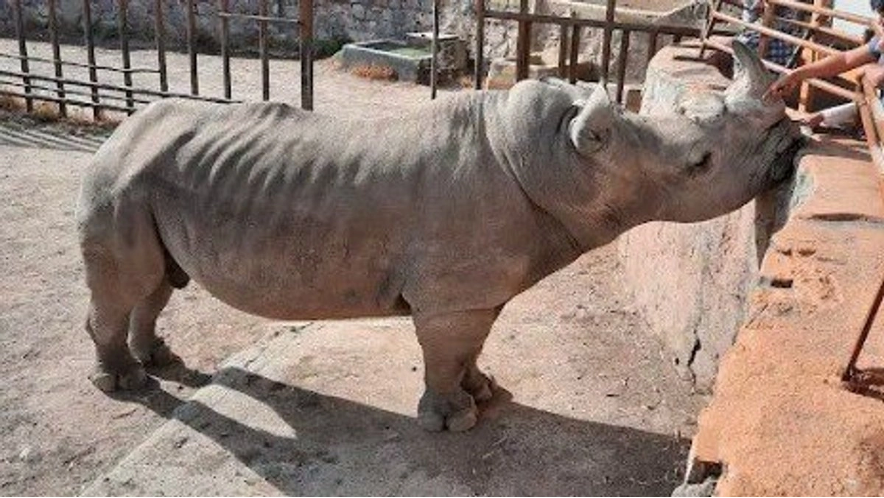 Un rinoceronte del Zoológico de León en pésimas condiciones físicas.