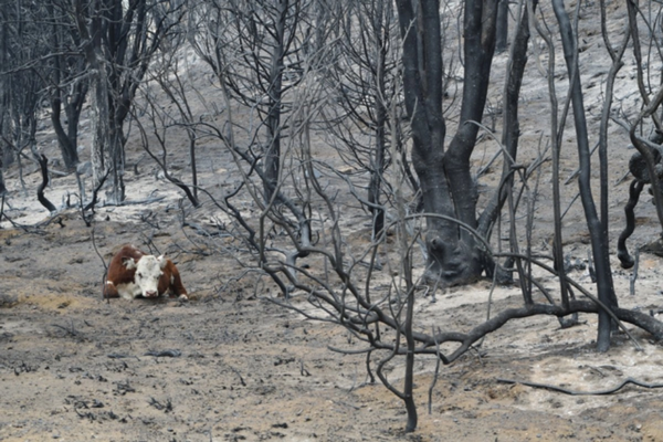 Una vaca echada en el suelo carbonizado de un bosque tras los incendios forestales en argentina. 
