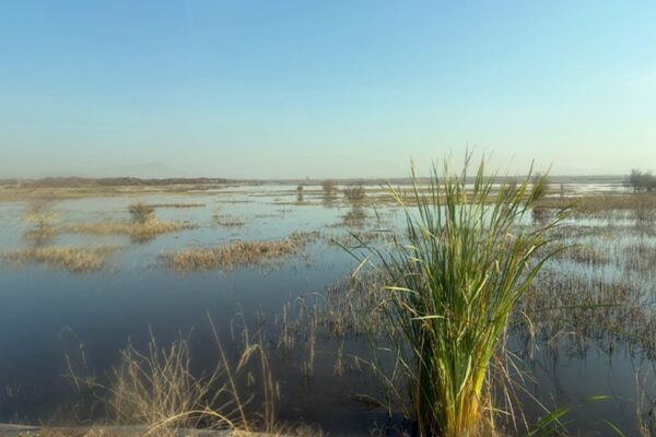 En unos seis meses se espera consolidar 400 hectáreas en el Caracol y crear un ecosistema similar a la Ciénega de San Juan donde se puedan encontrar cualquiera de las 270 especies de aves que caracterizan al lago de Texcoco y de las más de 560 especies en general que alberga el área natural protegida al lago de Texcoco.