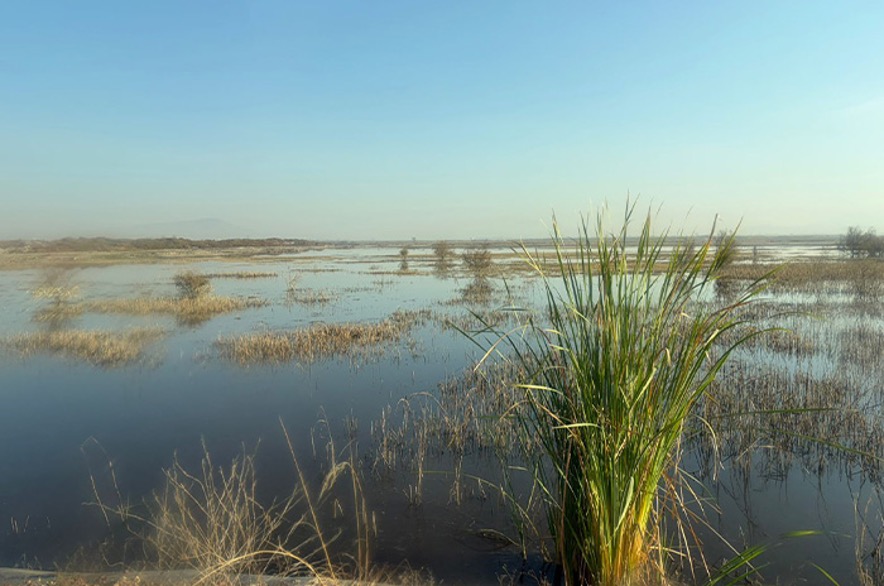 En unos seis meses se espera consolidar 400 hectáreas en el Caracol y crear un ecosistema similar a la Ciénega de San Juan donde se puedan encontrar cualquiera de las 270 especies de aves que caracterizan al lago de Texcoco y de las más de 560 especies en general que alberga el área natural protegida al lago de Texcoco.