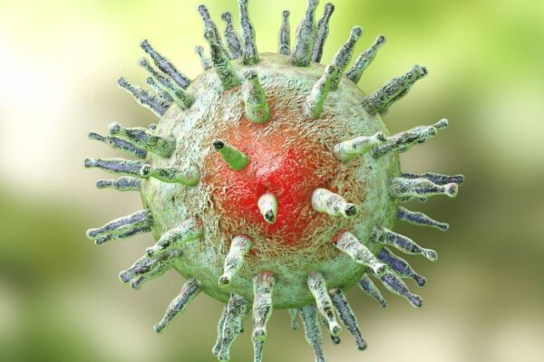 Investigadores del Instituto de Investigación Médica QIMR Berghofer (Australia) desarrollaron una candidata a vacuna que ha logrado una protección inmunitaria potente y duradera contra el virus de Epstein-Barr (VEB) en modelos preclínicos, un avance que podría prevenir el tipo de infección vírica grave conocida por ser una de las principales causas de varias enfermedades, entre ellas la esclerosis múltiple y diversos tipos de cáncer.