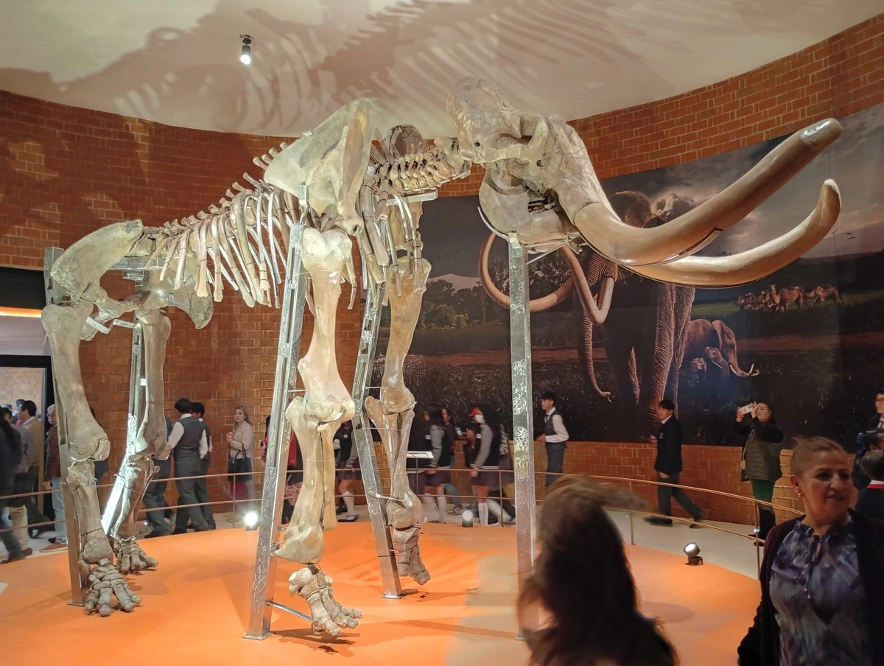 Autoridades del INAH y del Ayuntamiento de Tultepec inauguararon Museo del Mamut con restos de 14 mamuts y trampas prehispánicas. 