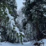 Protección Civil informó de la caída de nieve y aguanieve en comunidades de Bocoyna, y en el tramo carretero de San Juanito hacia la cabecera de Guerrero.