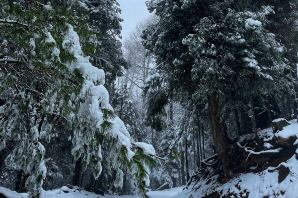 Protección Civil informó de la caída de nieve y aguanieve en comunidades de Bocoyna, y en el tramo carretero de San Juanito hacia la cabecera de Guerrero.