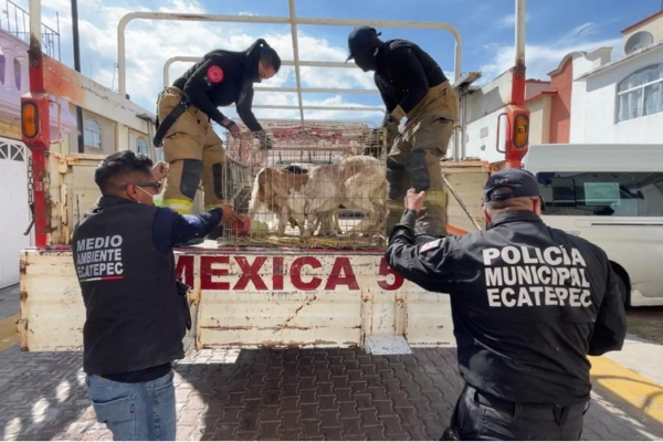 Autoridades municipales y federales participaron en el cateo a una vivienda en el fraccionamiento Las Américas II, Ecatepec, donde fueron hallados más de 700 animales de diversas especies en condiciones de hacinamiento.