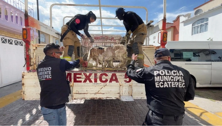 Autoridades municipales y federales participaron en el cateo a una vivienda en el fraccionamiento Las Américas II, Ecatepec, donde fueron hallados más de 700 animales de diversas especies en condiciones de hacinamiento.