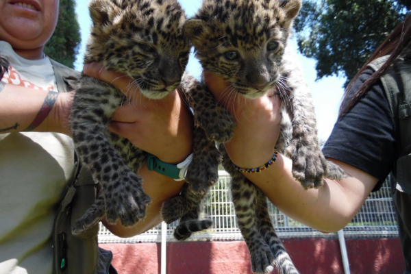 Las dos crías de leopardo africano nacidas en el Zoológico de Irapuato pueden ser observadas en el área de maternidad.