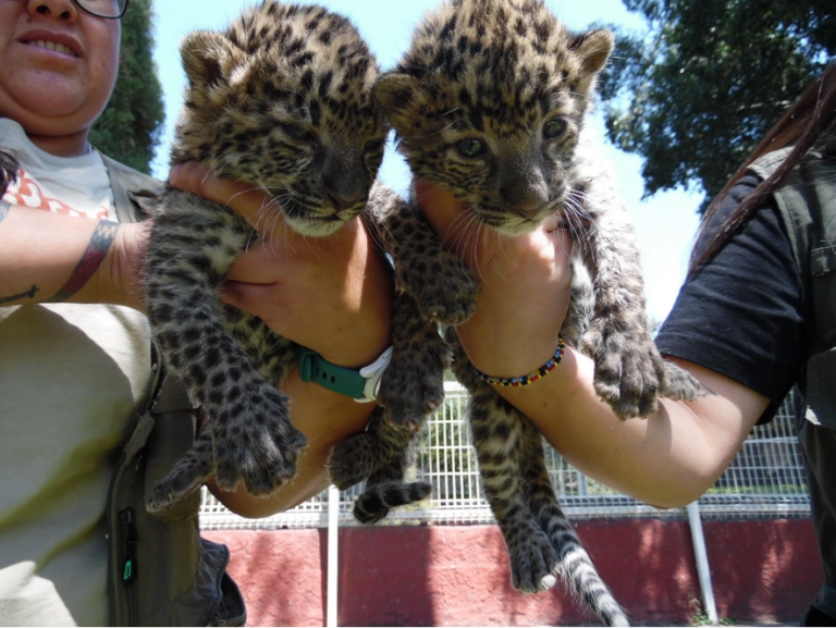 Las dos crías de leopardo africano nacidas en el Zoológico de Irapuato pueden ser observadas en el área de maternidad.