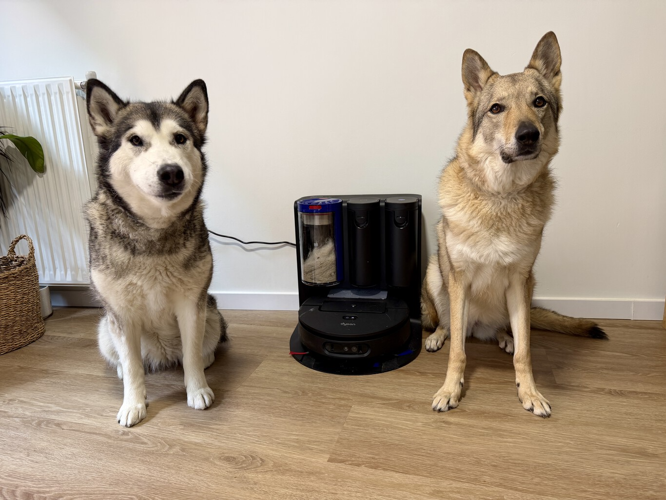 A Dyson pocos le tosen en aspiración: sus modelos de trineo e inalámbricos son la referencia para hogares con mascotas y/o alergias. Sin embargo, si hablamos de robots aspiradores, la cosa cambia: es la asignatura pendiente de la firma británica.
