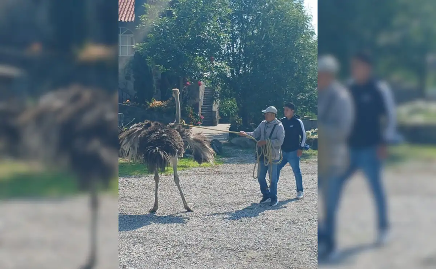 El avestruz fue captada corriendo por calles de Tepotzotlán.