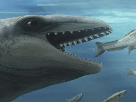 Equipos de científicos ha desenterrado comunidades de vida marina —incluidas medusas, gusanos tubícolas y ofiuras— que prosperan en un cementerio de ballenas de millones de años de antigüedad.
