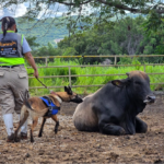 Productores aseguran que varios estados mantienen estatus sanitario favorable. 