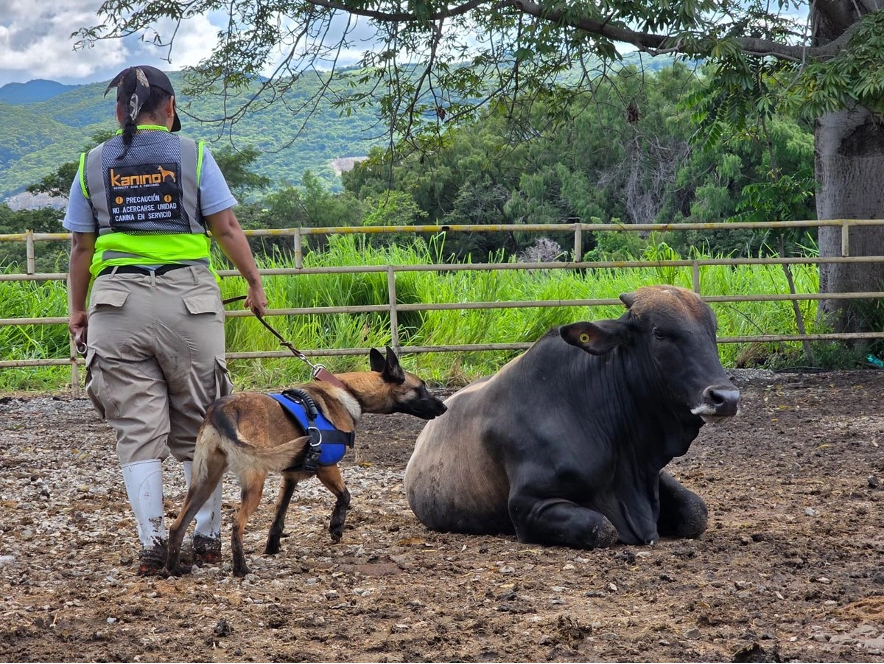 Productores aseguran que varios estados mantienen estatus sanitario favorable. 