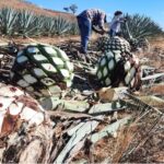 El prototipo reduce a la quinta parte el tiempo que los productores agrícolas tardan en extraer manualmente cada planta.