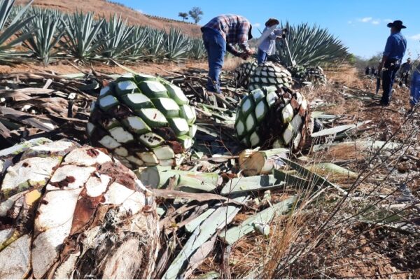 El prototipo reduce a la quinta parte el tiempo que los productores agrícolas tardan en extraer manualmente cada planta.