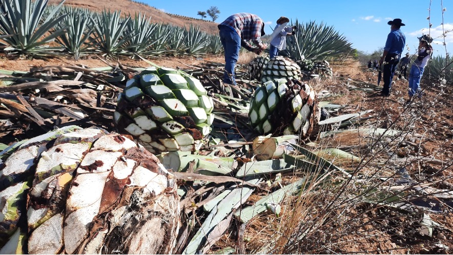 El prototipo reduce a la quinta parte el tiempo que los productores agrícolas tardan en extraer manualmente cada planta.