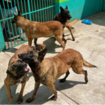 Edomex aplicará 1.3 millones de vacunas antirrábicas para cubrir a más del 60% de la población de perros y gatos en condición de calle.