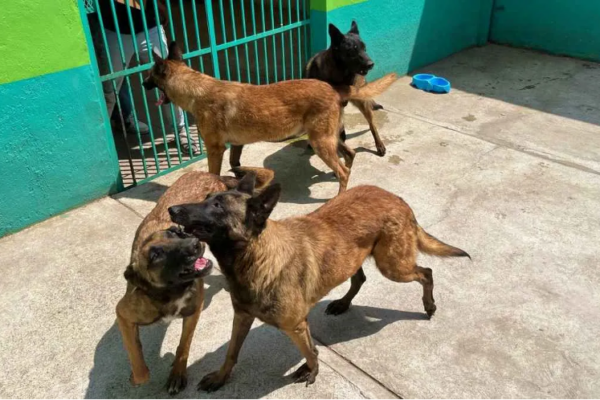 Edomex aplicará 1.3 millones de vacunas antirrábicas para cubrir a más del 60% de la población de perros y gatos en condición de calle.