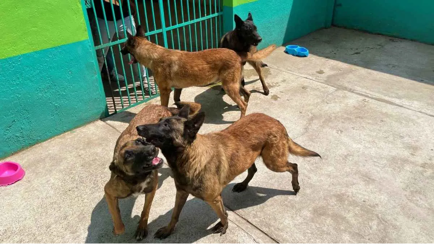 Edomex aplicará 1.3 millones de vacunas antirrábicas para cubrir a más del 60% de la población de perros y gatos en condición de calle.
