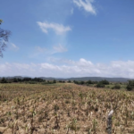 Campesinos reportan más de 45 mil hectáreas de cultivos afectadas por la falta de lluvias en Chiapas.