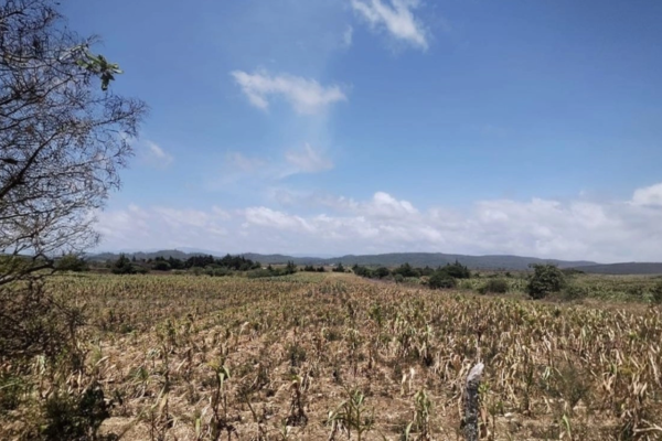 Campesinos reportan más de 45 mil hectáreas de cultivos afectadas por la falta de lluvias en Chiapas.
