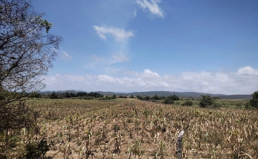 Campesinos reportan más de 45 mil hectáreas de cultivos afectadas por la falta de lluvias en Chiapas.