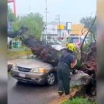 Las lluvias provocaron la caída de al menos cuatro árboles en distintos puntos de Cuautitlán Izcalli.