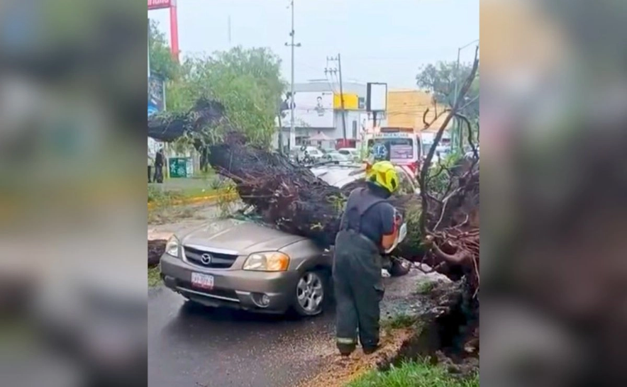Las lluvias provocaron la caída de al menos cuatro árboles en distintos puntos de Cuautitlán Izcalli.