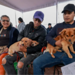 Aspectos de la mega jornada de salud donde fueron esterilizadas mil 450 mascotas en Chimalhuacán.
