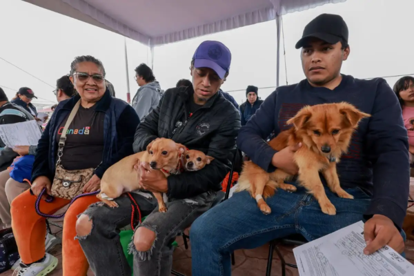 Aspectos de la mega jornada de salud donde fueron esterilizadas mil 450 mascotas en Chimalhuacán.