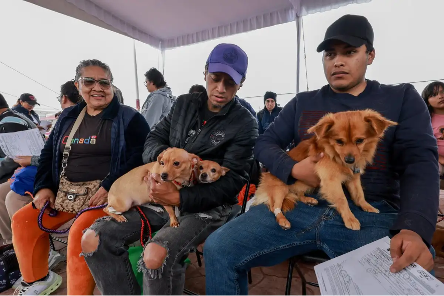 Aspectos de la mega jornada de salud donde fueron esterilizadas mil 450 mascotas en Chimalhuacán.